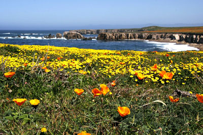 The Pt. Buchon Trail  with field of yellow flowers near the bluffs