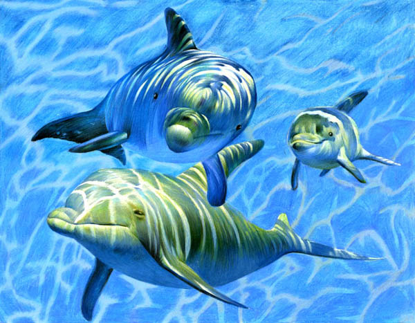 colored pencil drawing of dolphins
