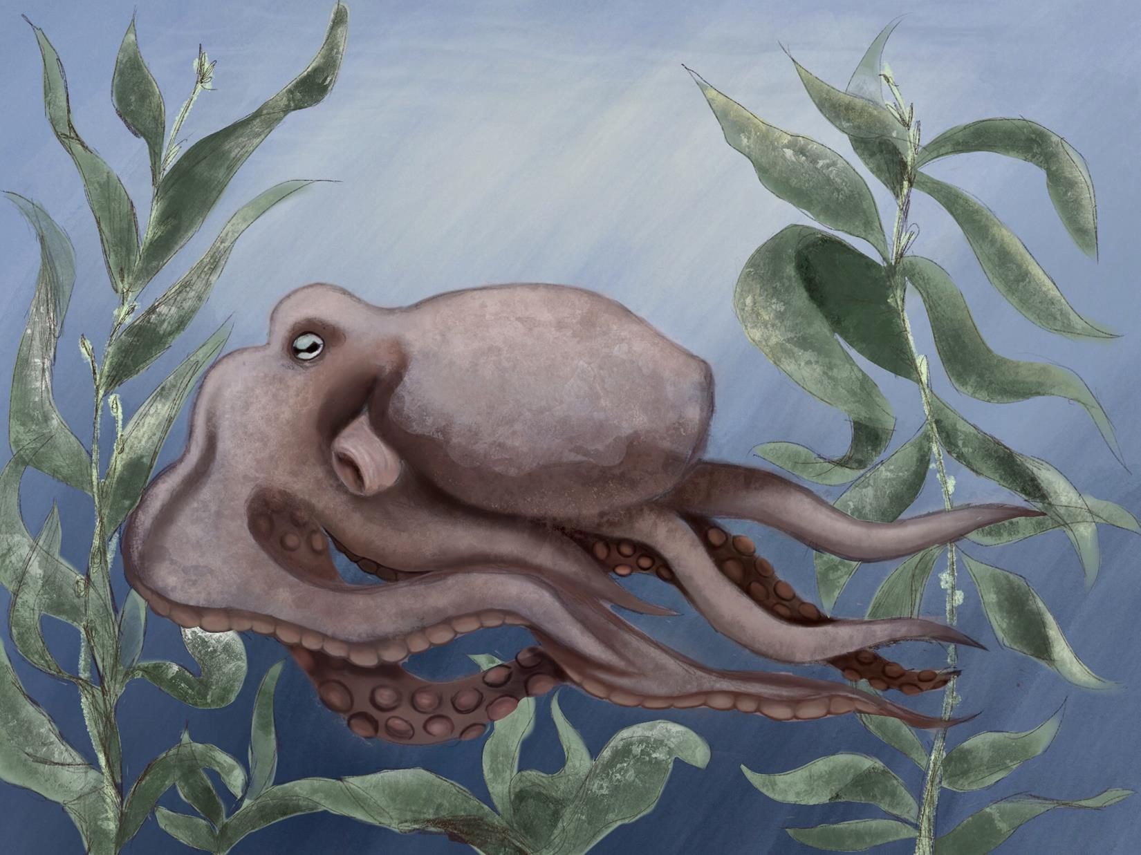 an octopus in profile swims through the kelp