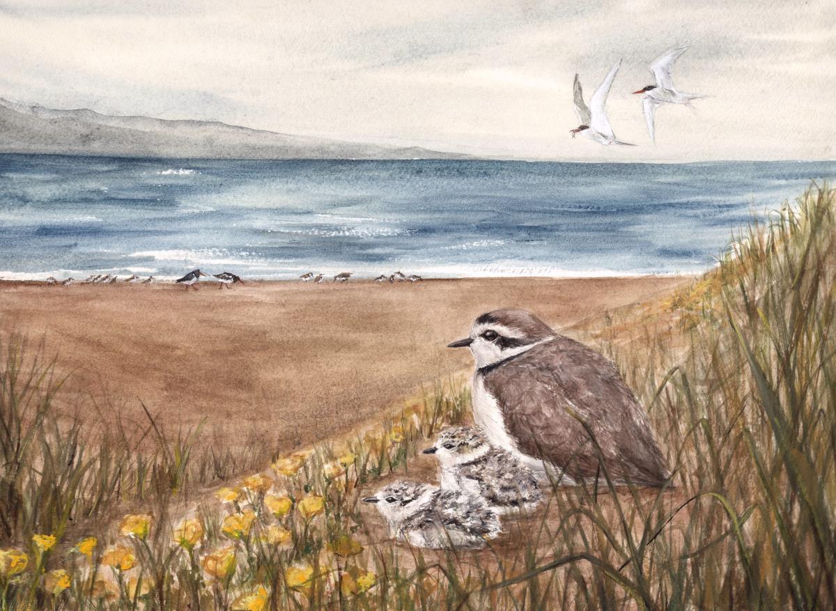 A variety of shorebirds are seen at a dune-backed beach.