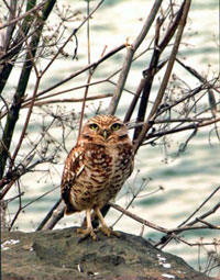 Burrowing Owl, Berkeley Marina. Photo © Vladimir Graizer