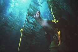 Sea Lion in Giant Kelp, Santa Barbara Island. Photo © Hal Beral