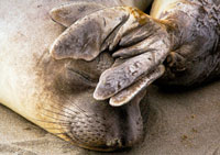 Elephant Seals, Piedras Blancas. Photo © Tina Carlson