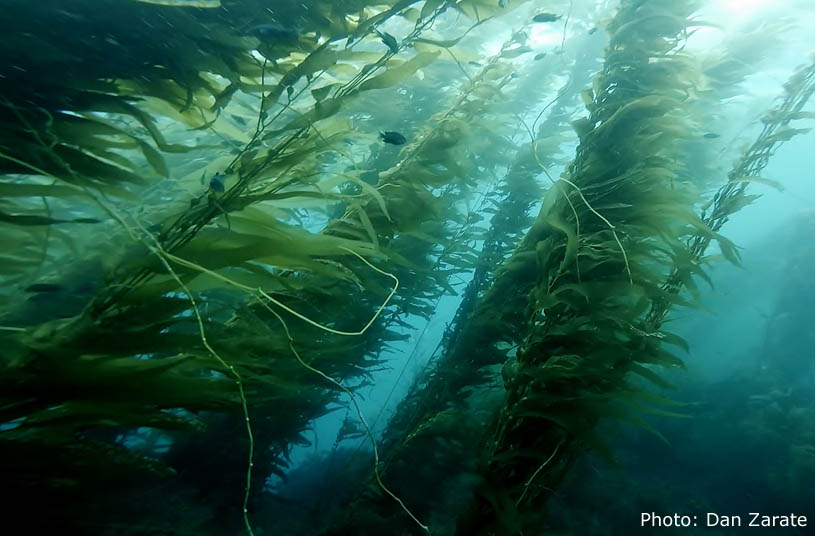 Kelp forest off Anacapa Island, photo by Dan Zarate