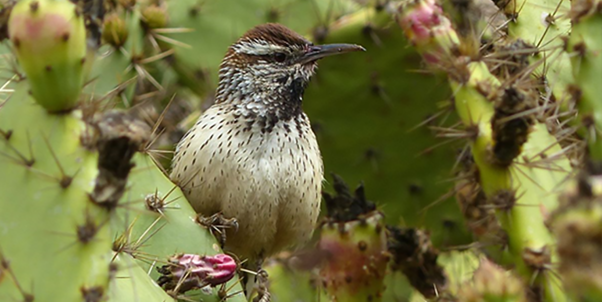 Cactus Wren Bird