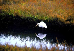 Egret, Bolsa Chica Ecological Reserve, Photo Taken by James Bardos