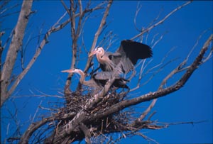 Courtship of Great Blue Herons, Bolsa Chica Mesa, Photo Taken by Andrea Burrell