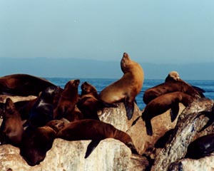 California Sea Lions, Monterey Bay, Photo Taken by Jeffrey Dao