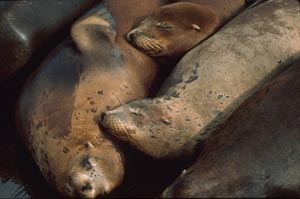 Sea Lions, Pier 39, San Francisco, Photo Taken by Wendell DeLano