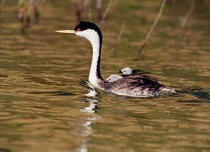 Western Grebe, Elkhorn Slough, Photo Taken by Yohn Gideon