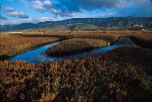 Island in the Marsh, Carpenteria Salt Marsh Reserve, Photo Taken by Chuck Graham