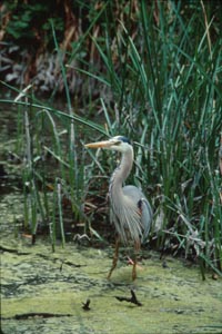 Blue Heron, Sweet Springs, Los Osos, Photo Taken by Lynda Roeller