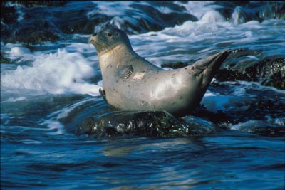 Third Place Winning Photo by Stacy Boorn: Young Harbor Seal Struggling to Stay on Rock during Incoming Tide