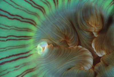 Green Anemone mouth, Santa Barbara by Christopher Bradford