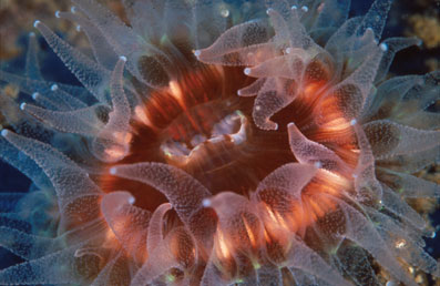 Brown Cup Coral, Monterey Bay by Christopher Bradford