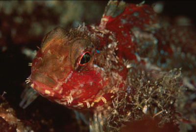 Sculpin, Santa Barbara, by Christopher Bradford