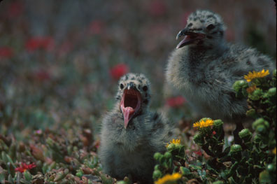 Western Gull Chicks, Anacapa Island by Chuck Graham