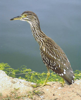 Night Heron, Santa Barbara by Fritz Olenberger