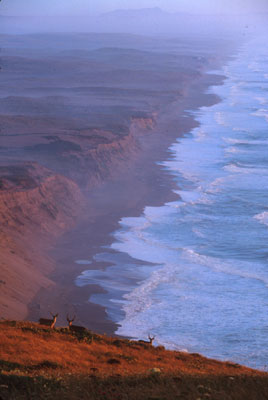 Point Reyes with Tule Elk by Gary Hromada