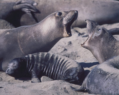 Elephant Seals, Piedras Blancas by Jeffrey Caren