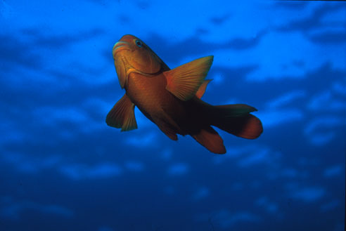 Garibaldi (a golden fish swimming under the water)