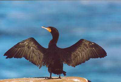 Double-Crested Cormorant, La Jolla Cove