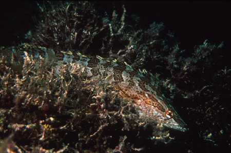 Kelp Fish, San Diego