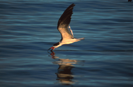 Black Skimmer, Santa Barbara