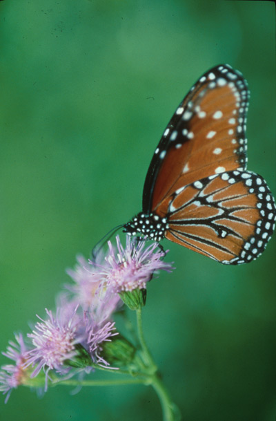 Butterfly on plant, Cambira, California