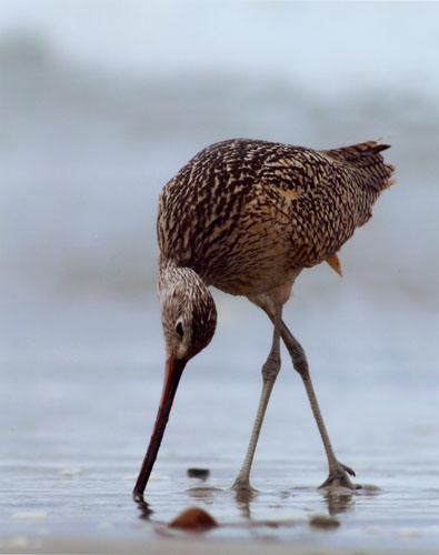 Long Billed Curlew Imperial Beach, California