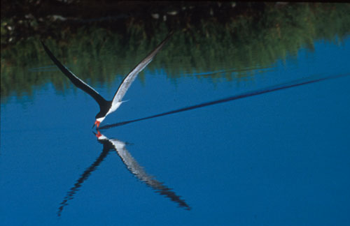 Black Skimmer skimming for fish, Bolsa Chica Wetlands, California