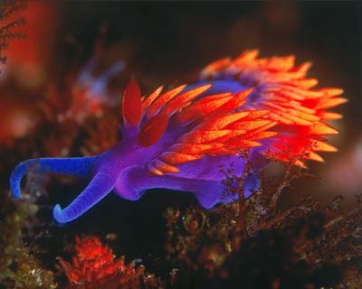 Spanish Shawl Nudibranch by Christopher Bradford