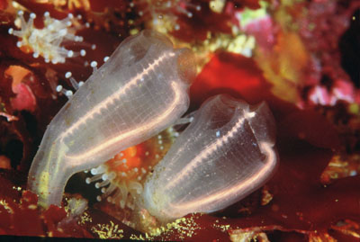 Tunicates by Christopher Bradford