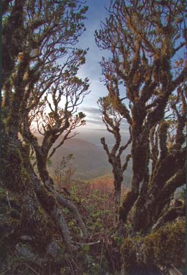 Montara Trail by John Curley