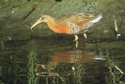 Clapper Rail by Hal Beral