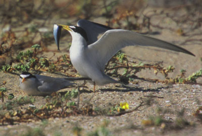 Least Tern Male Presents Fish to Female as Courtship Ritual by Hal Beral