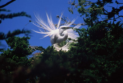 Great Egret Mating Display by James P. Little