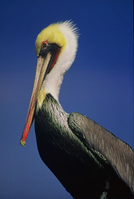 Brown Pelican Mating Plumage by James P. Little