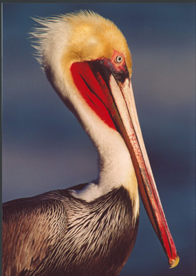 Brown Pelican, La Jolla Cove taken by Rinus Baak