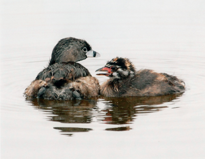 Pied-Billed Grebe and Juvenile, Malibu Lagoon taken by James Kenney