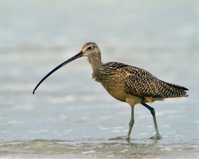 Long-Billed Curlew, Tijuana Estuary taken by Edward Andrew Woods 