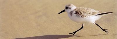 Sandpiper, Coronado taken by Edward Andrew Woods