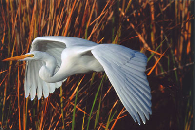 Egret in Flight, Buena Vista Lagoon, Carlsbad, California, by Richard P. Hoppe
