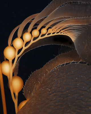 California Giant Brown Kelp, Catalina Island, California, by Derek Tarr