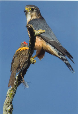 Adult Male Merlin With Prey, Point Reyes National Seashore, by Donald R. Johnson