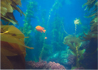 Kelp Forest, Santa Catalina Island, by Ed Campbell