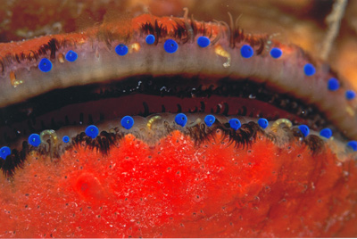 Scallop Eyes, North Coast of California, taken by Christopher Bradford