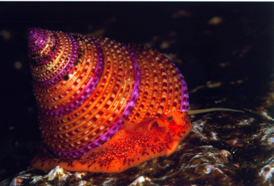 Purple Ring Top Snail, Monterey, taken by Christopher Bradford