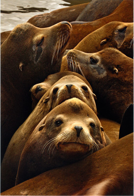 Sea Lions, Moss Landing, taken by Stacy Boorn