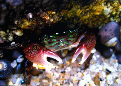 "A tad on the crabby side,",Pacific Grove, By Camilla Mann